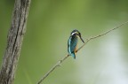 Kingfisher Kingfisher