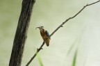 Kingfisher 2