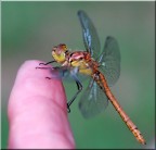 La mia amica La mia amica