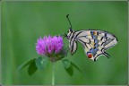 Papilio machaon...