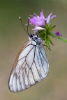 Pieride del biancospino Pieride del biancospino