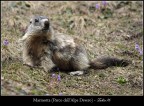 Marmotta Marmotta