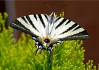 Farfalla Farfalla