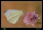 Pieris mannii Pieris mannii