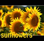 sunflowers sunflowers