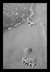 Orme sulla spiaggia! Orme sulla spiaggia!