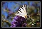 Farfalla 4 Farfalla 4