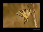 Costantina Costantina