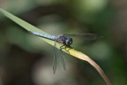 Libellula blu Libellula blu