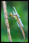 Sympetrum pedemontanum (femmina)