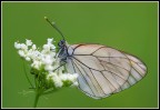 Pieride del Biancospino Pieride del Biancospino