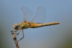 libellula libellula