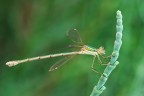 lestes viridis lestes viridis