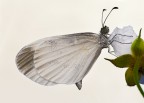 Farfalla Cavolaia o Pieride- Pieris brassicae