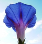 Fiore di Calystegia Fiore di Calystegia