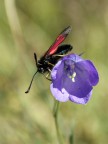 mosca o farfalla?