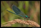 Calopteryx splendens in luce dura... Calopteryx splendens in luce dura...