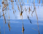 riflessi in palude