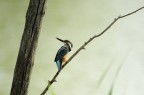 Kingfisher Kingfisher
