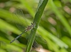 libellula