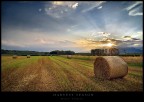 Harvest Season Harvest Season
