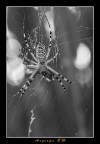 Argiope BW Argiope BW