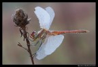 Sympetrum fonscolombii (maschio) Sympetrum fonscolombii (maschio)