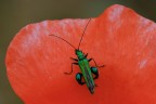 Verde su rosso