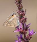 farfallina farfallina