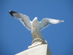 Di questa foto mi piace molto il gabbiano, ma non troppo il cielo! Consigli su come migliorarla?