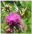 C'é posto per me? C'é posto per me?