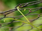 Legami