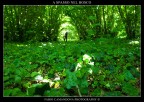 a spasso nel bosco