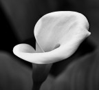 Sinuosa calla Sinuosa calla