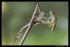 f/16 - 0,6 sec. - ISO 100 - no flash - no crop - sollevamento specchio - cavo di scatto - treppiede

[b][url=http://i246.photobucket.com/albums/gg102/megapixel_2008/Macro/02082009-IMG_4102.jpg]Foto ad alta risoluzione[/url][/b]