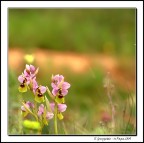 Il Gruppetto Il Gruppetto
