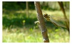 Libellula Libellula