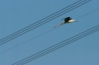 Loro nuotano nelle corsie delle piscine, ed io volo in quelle del cielo!