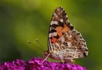 Credo sia una vanessa, c e c sono graditi, ciao Elio.
Canon 1Ds mk III - Canon 180 macro - iso 320 - f 14 - 1/200 - a mano libera. 
Versione a 2200 px : 
http://img27.imageshack.us/img27/1592/vasnessa2200.jpg