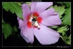 Ape impollinata Ape impollinata