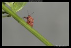 Graphosoma Italicum. Graphosoma Italicum.