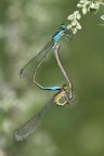 Lo so, dovevo essere in ferie, ma non ho resistito ad una uscita sul Mugnone e ho trovato queste libellule in una posizione che era tanto che l'aspettavo.

ISO 400 F/9 1/500 100mm Manolibera Pentax K7