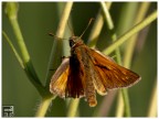 Macro Macro