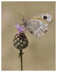 Butterfly 17