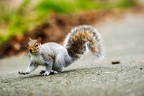 Squirrel Squirrel