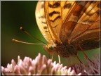 Macro Macro