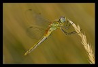 Sympetrum fonscolombii (femmina) Sympetrum fonscolombii (femmina)