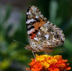 Farfallando tre Farfallando tre