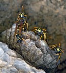 Pronte all'attacco Pronte all'attacco