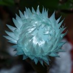 fiore di cactus fiore di cactus